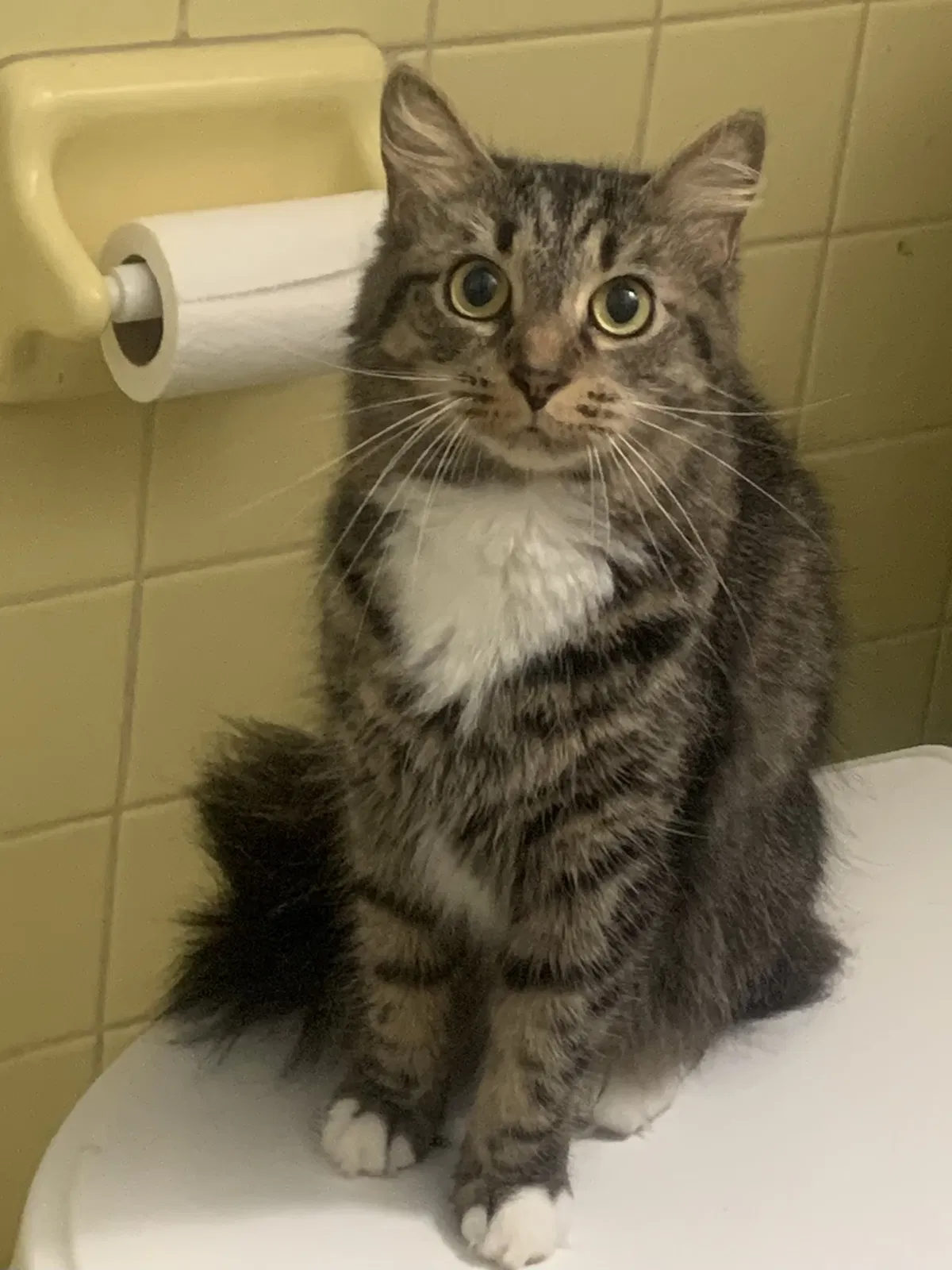 Lost cat in Jacksonville, FL, 32207