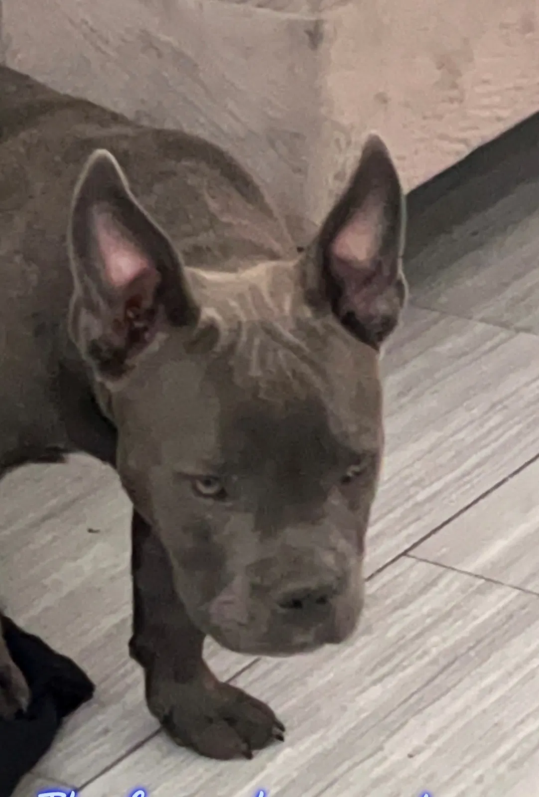 Lost dog in Spring, TX, 77388