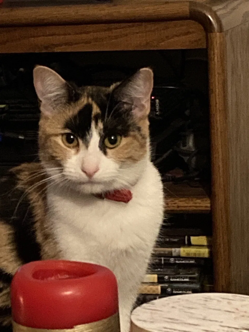 Lost cat in Modesto, CA, 95354