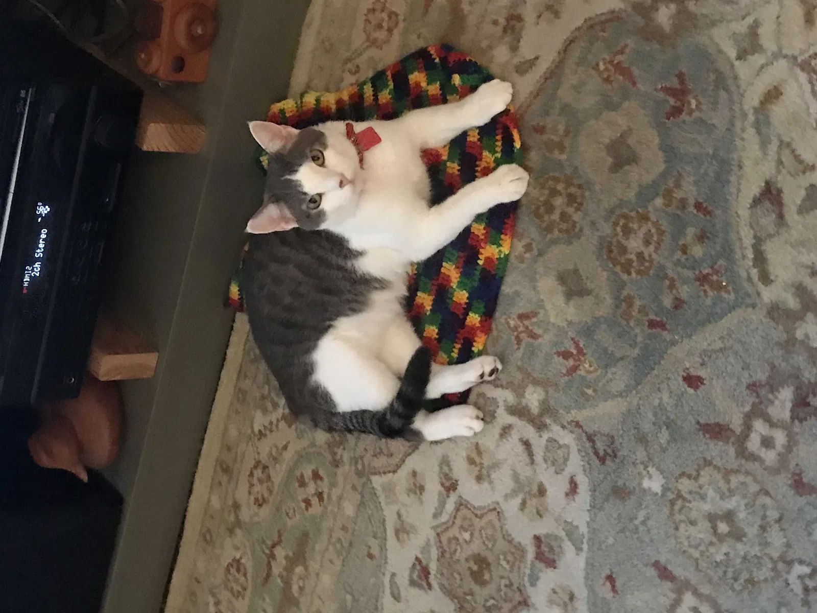 Lost cat in Memphis, TN, 38104