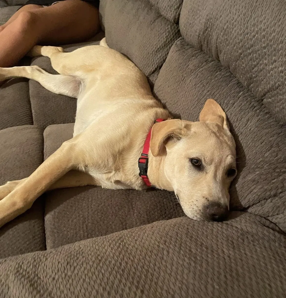 Lost dog in Ball Ground, GA, 30107