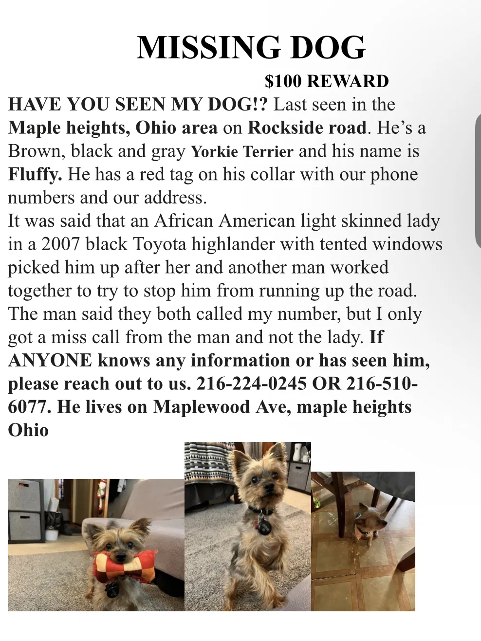 Lost dog in Maple Heights, OH, 44137