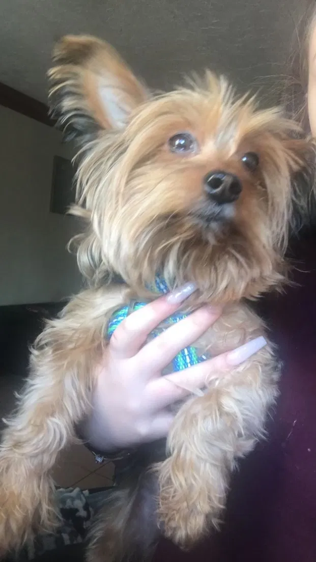 Lost dog in Cleveland, OH, 44111