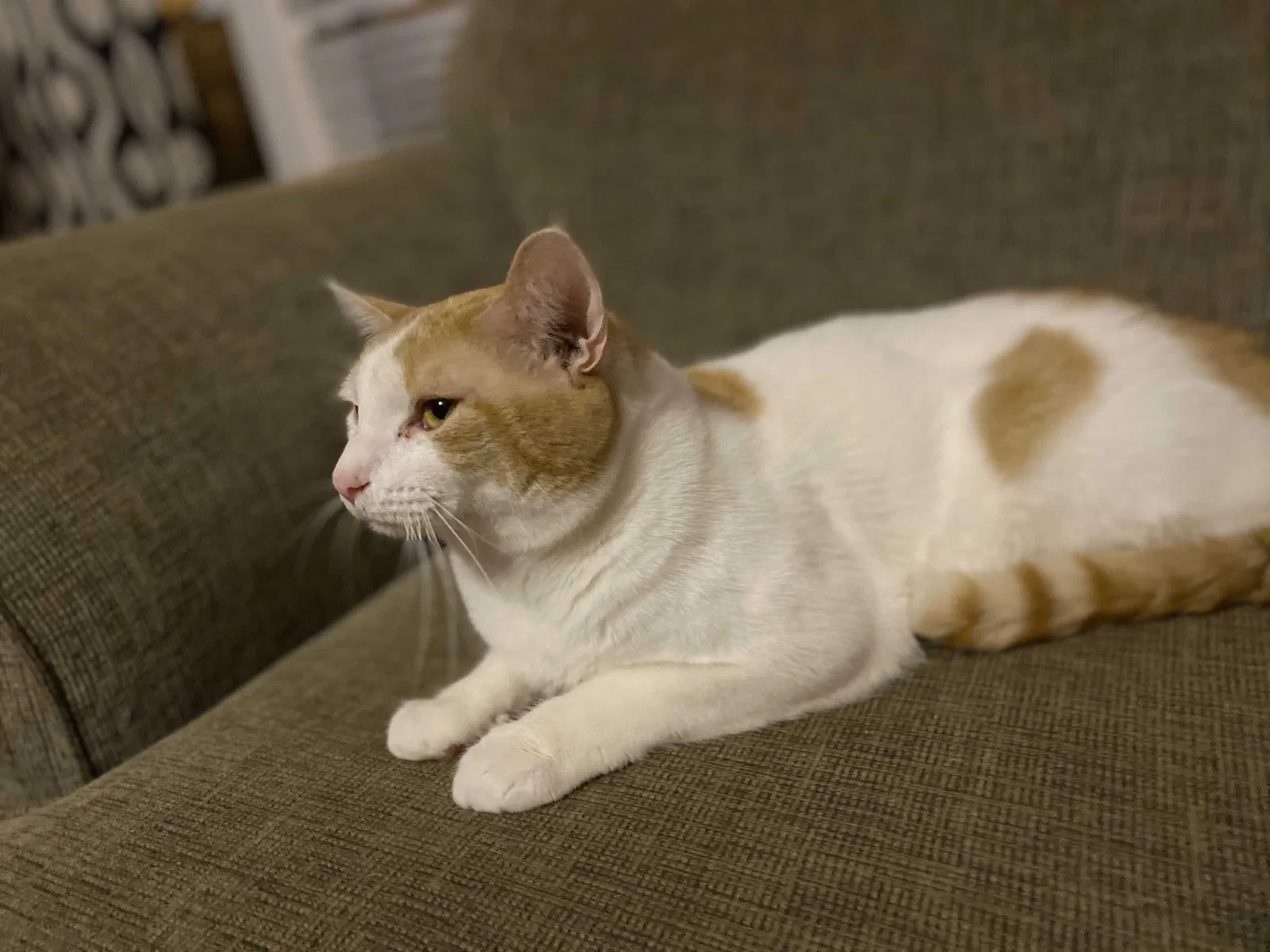 Lost cat in Lexington, NC, 27292