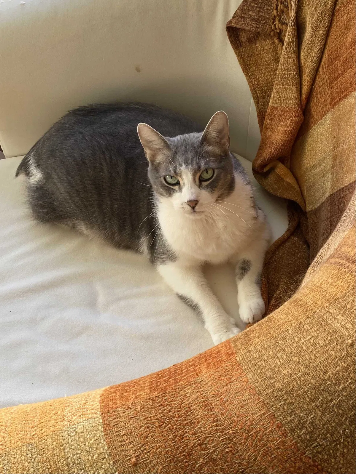 Lost cat in Seattle, WA, 98122