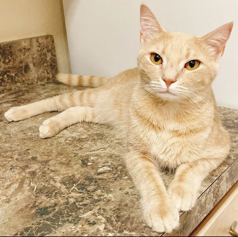Lost cat in Orlando, FL, 32828