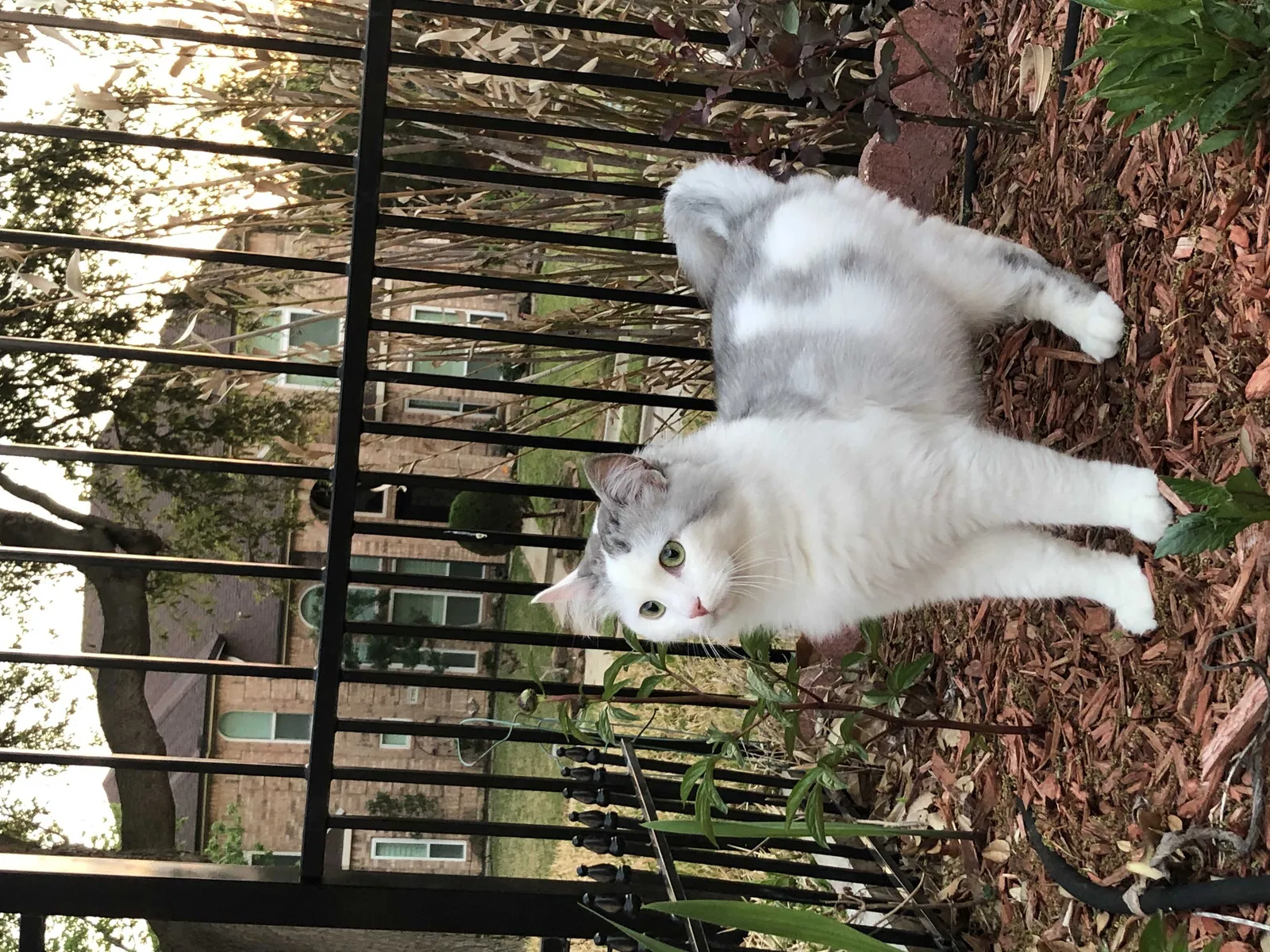 Lost cat in Lewisville, TX, 75067
