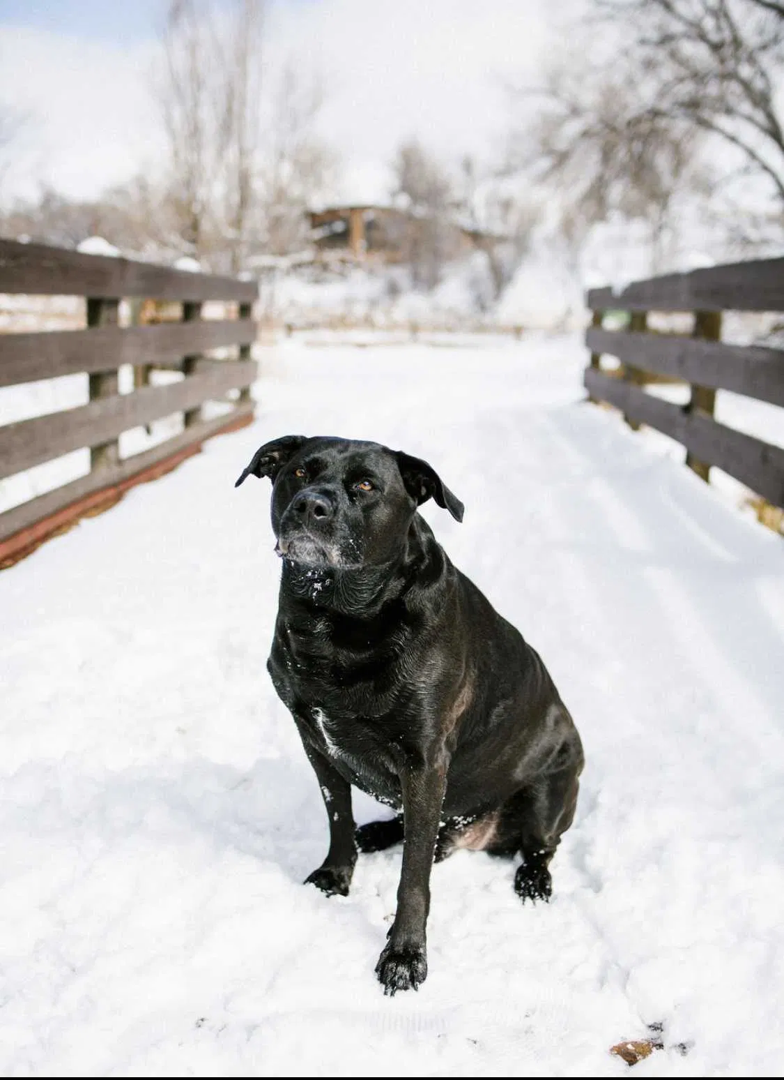 Lost dog in Carthage, NC, 28327