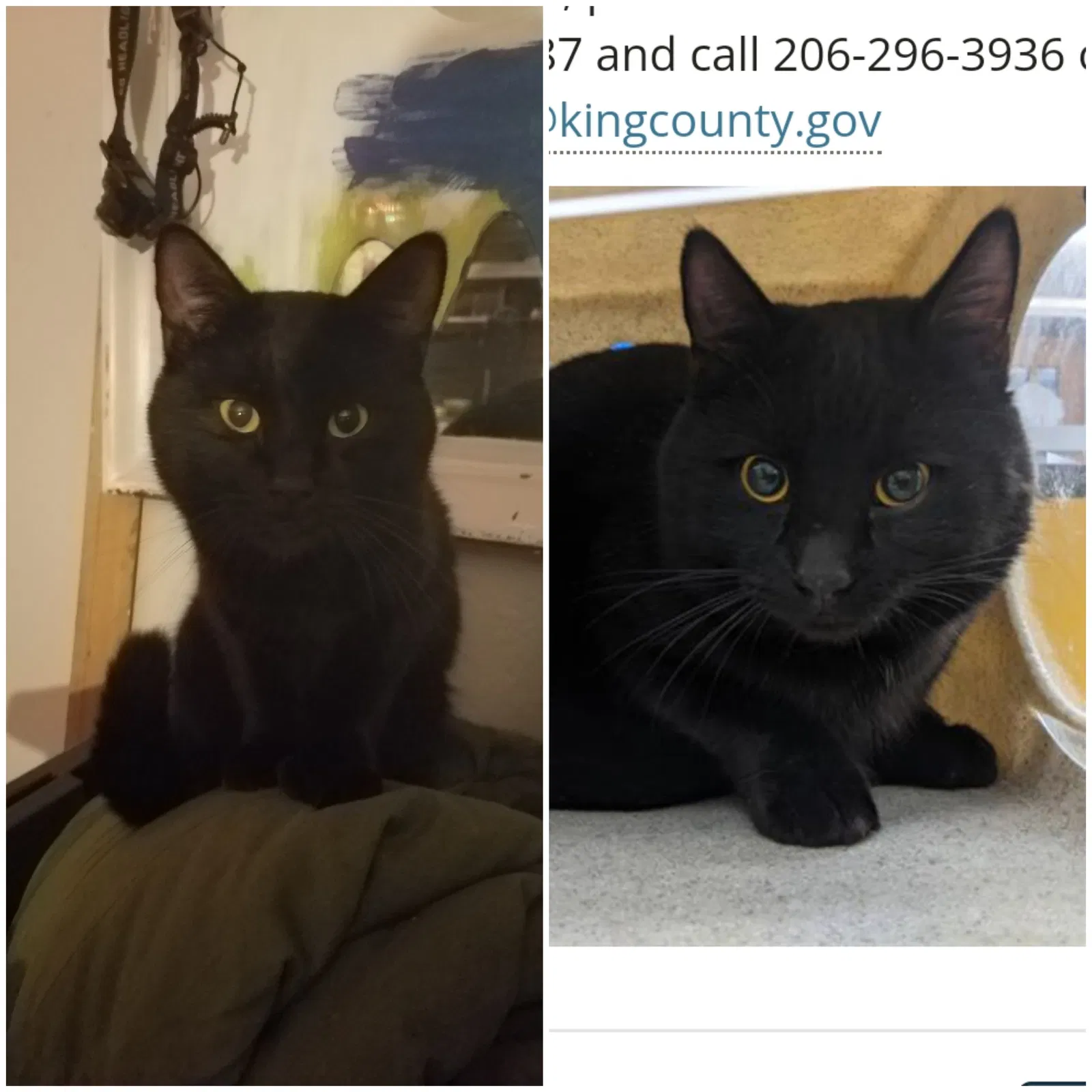 Lost cat in Bellevue, WA, 98007
