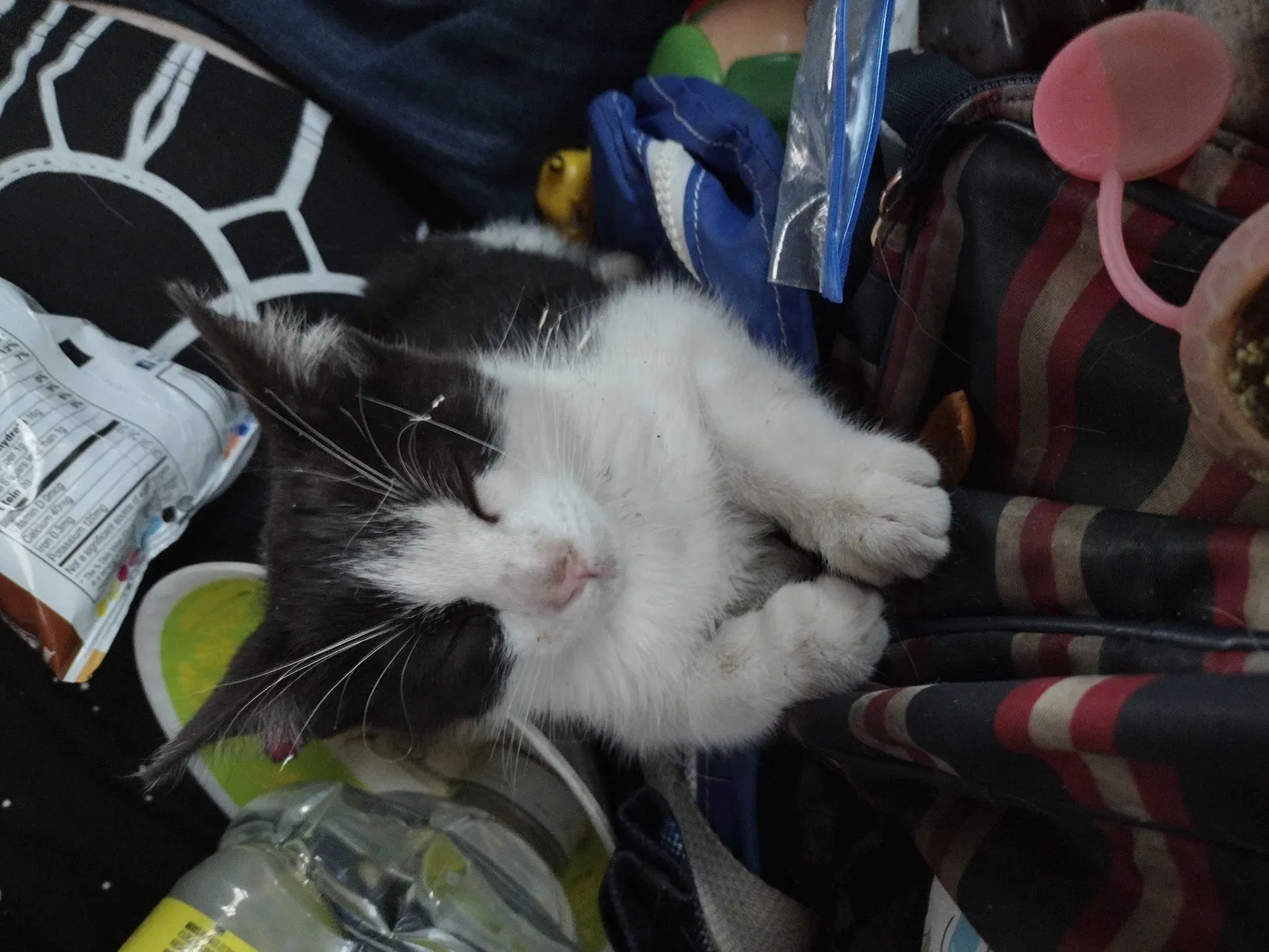 Lost cat in Fort Worth, TX, 76116