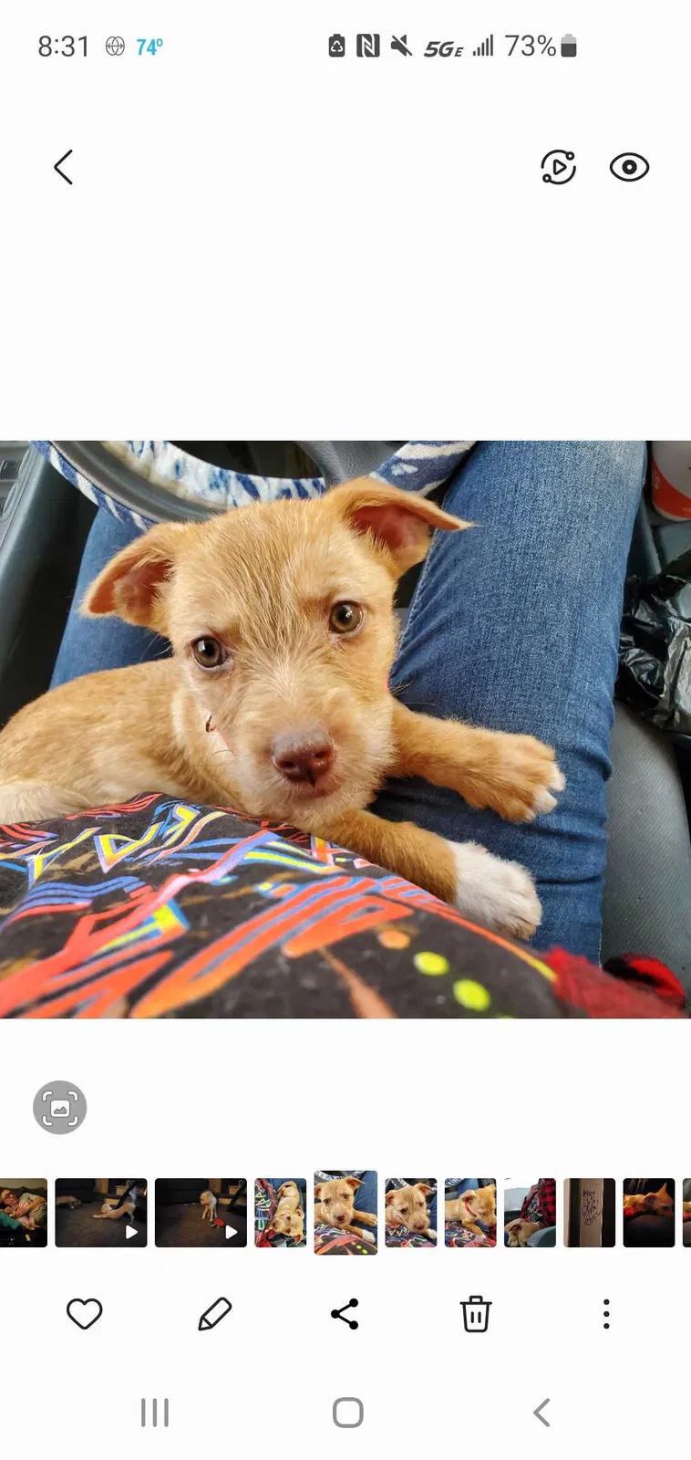 Lost dog in Kansas City, KS, 66102