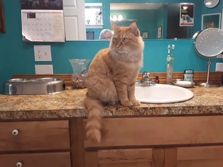 Lost cat in Springfield, MO, 65803