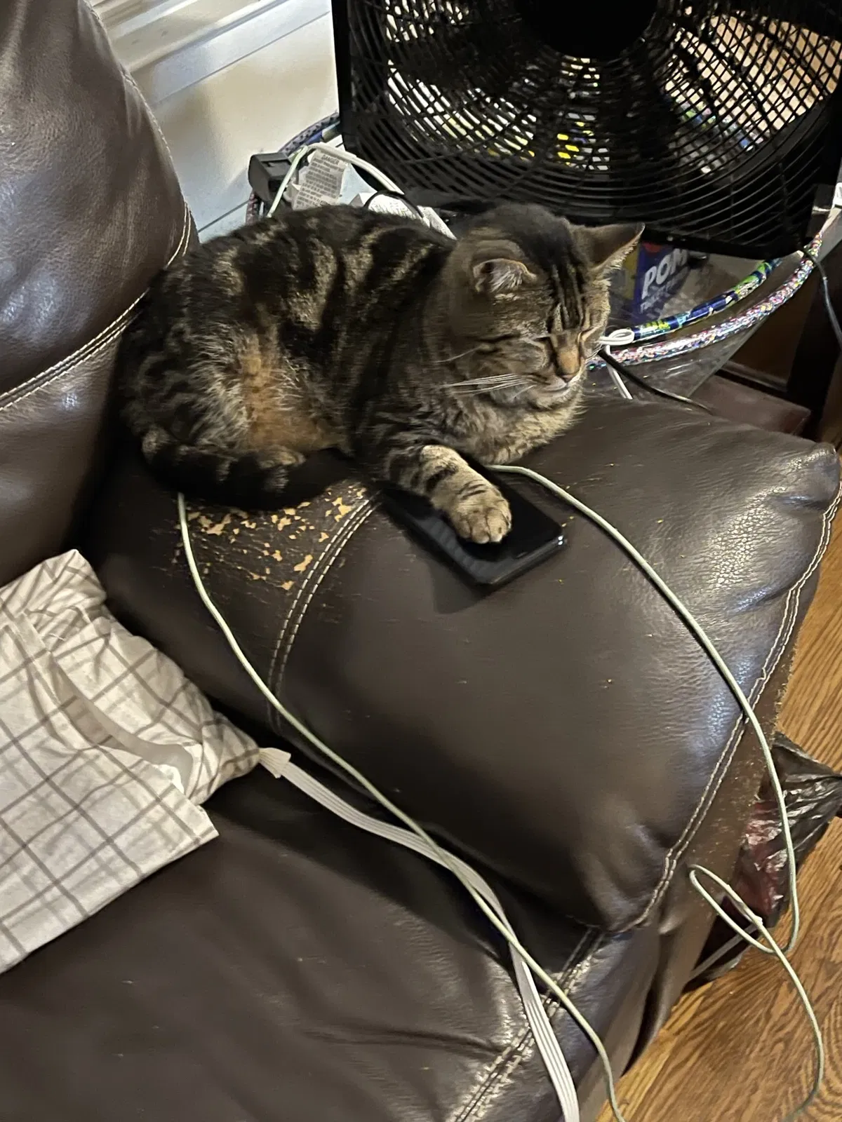 Lost cat in Lexington, KY, 40505