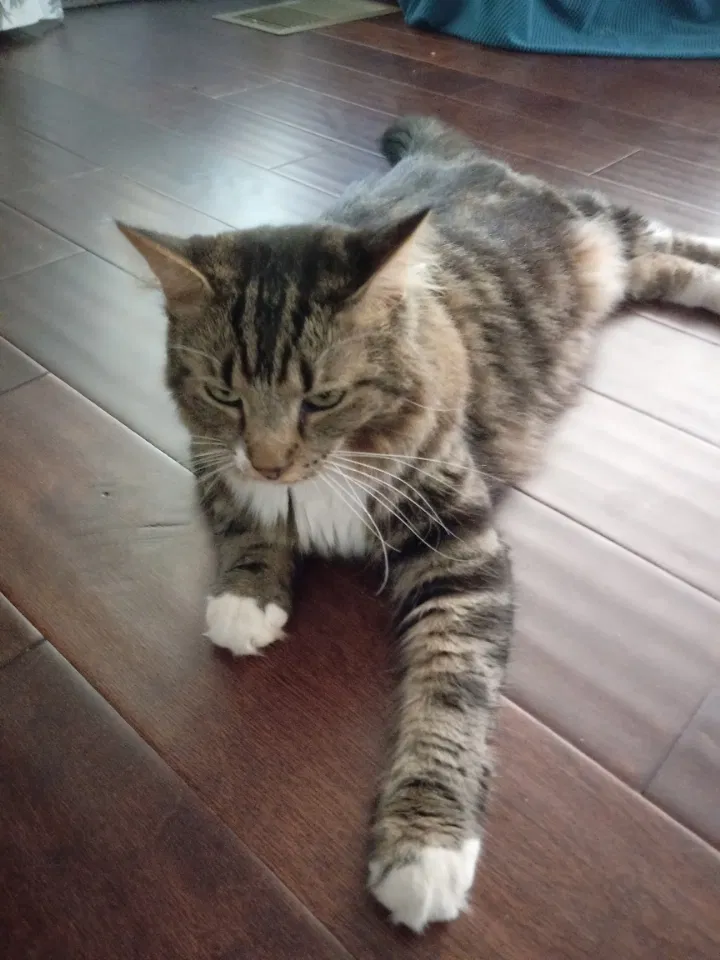 Lost cat in Greensboro, NC, 27455