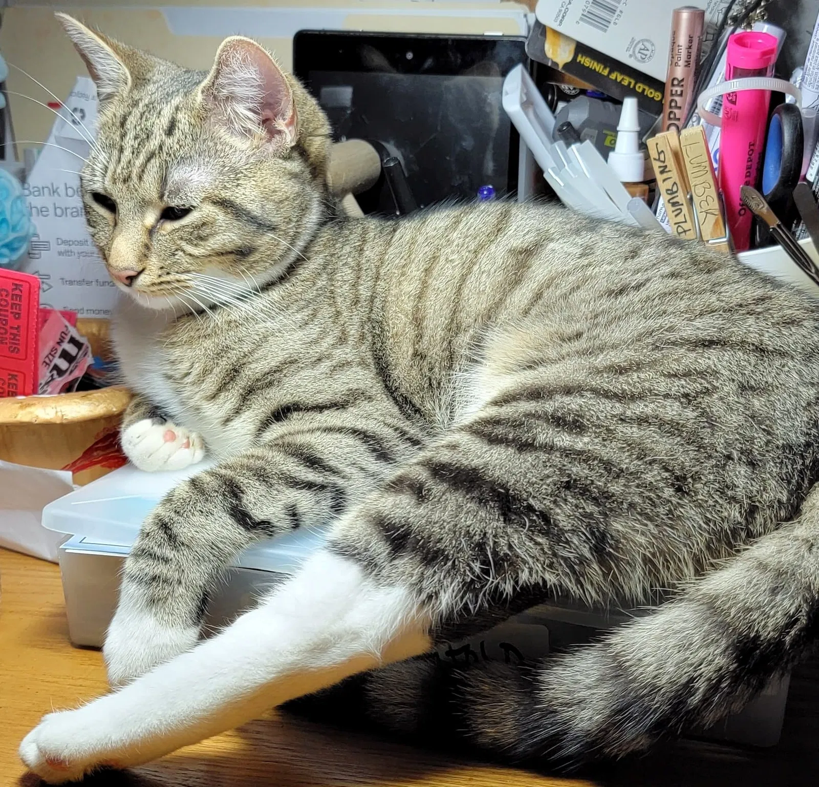 Lost cat in Bridgeville, DE, 19933