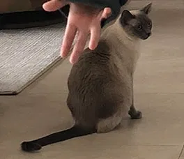 Lost cat in Palos Verdes Peninsula, CA, 90274
