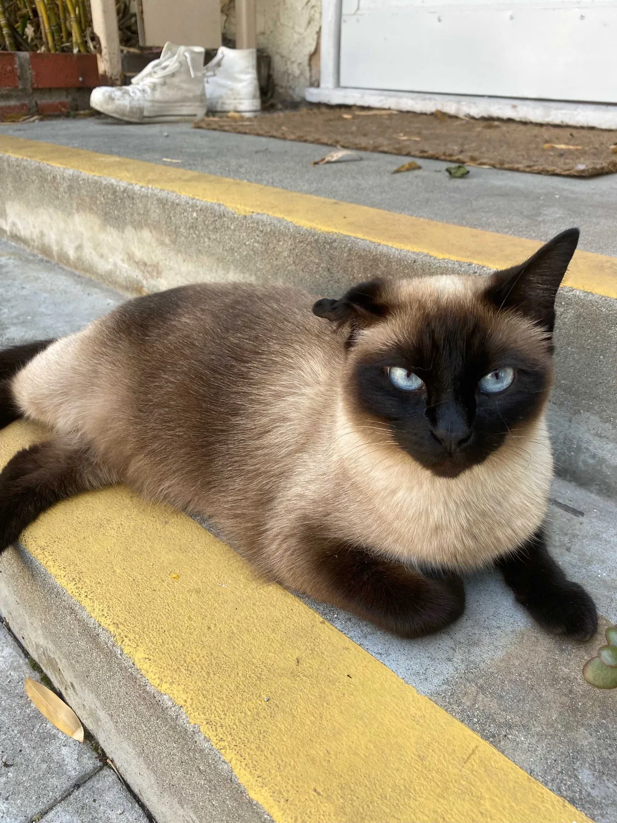 Lost cat in Los Angeles, CA, 90049