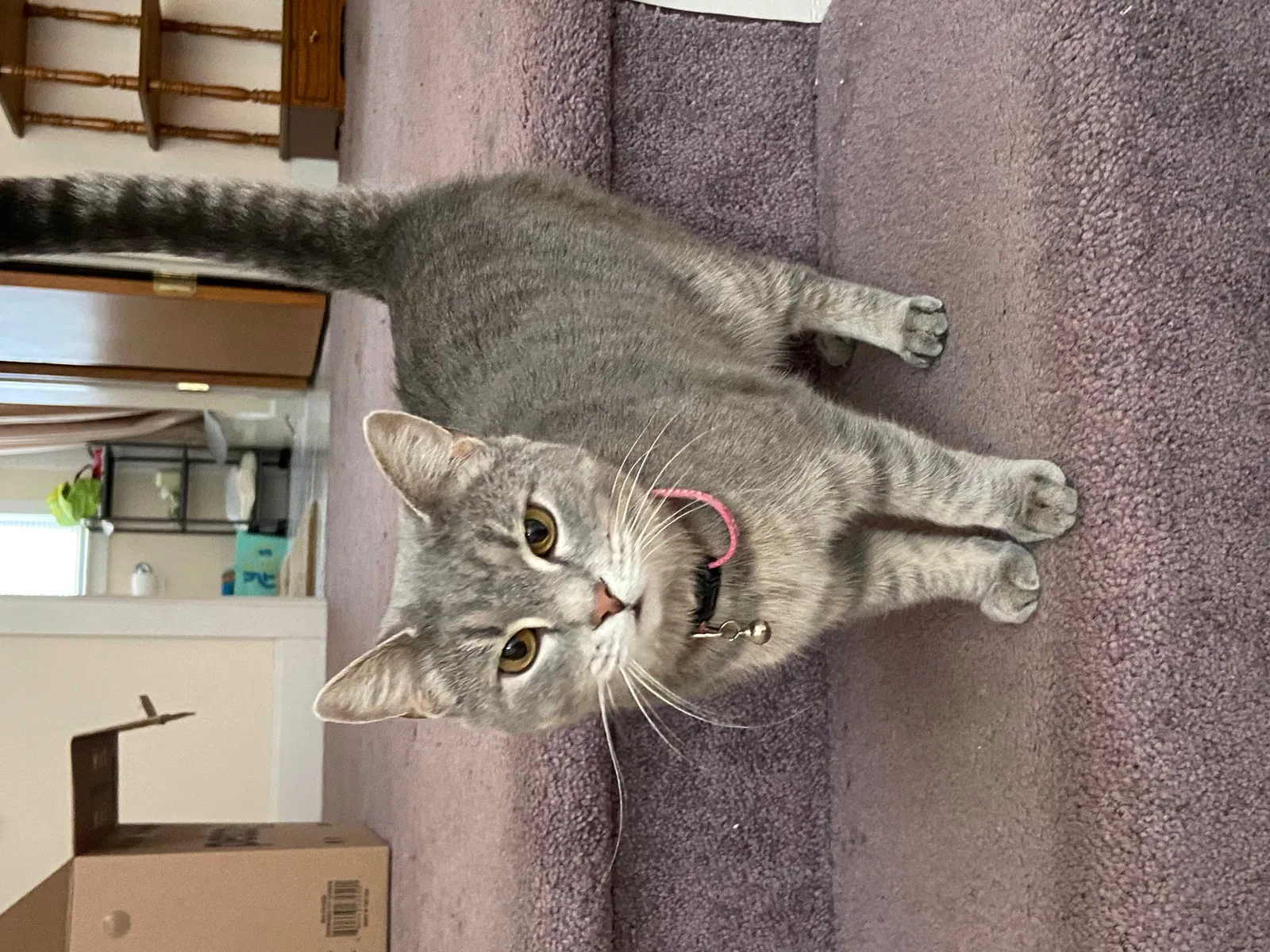 Lost cat in Columbus, OH, 43202