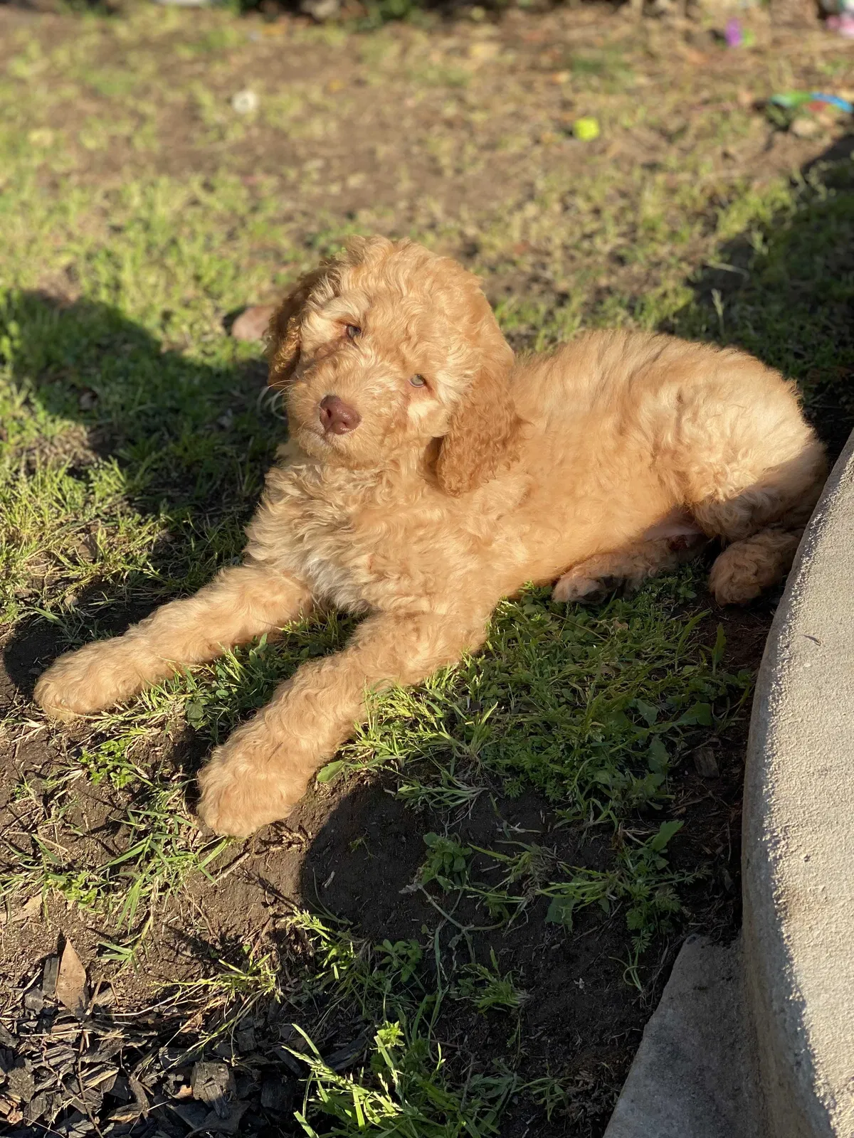 Lost dog in Madera, CA, 93638
