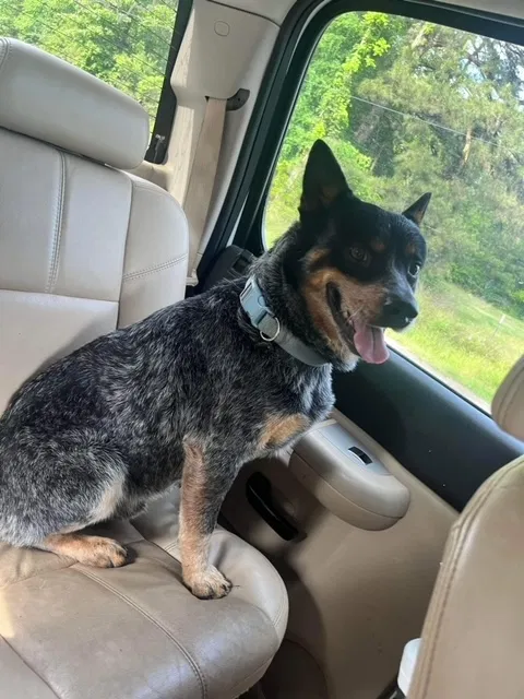 Lost dog in Conroe, TX, 77302