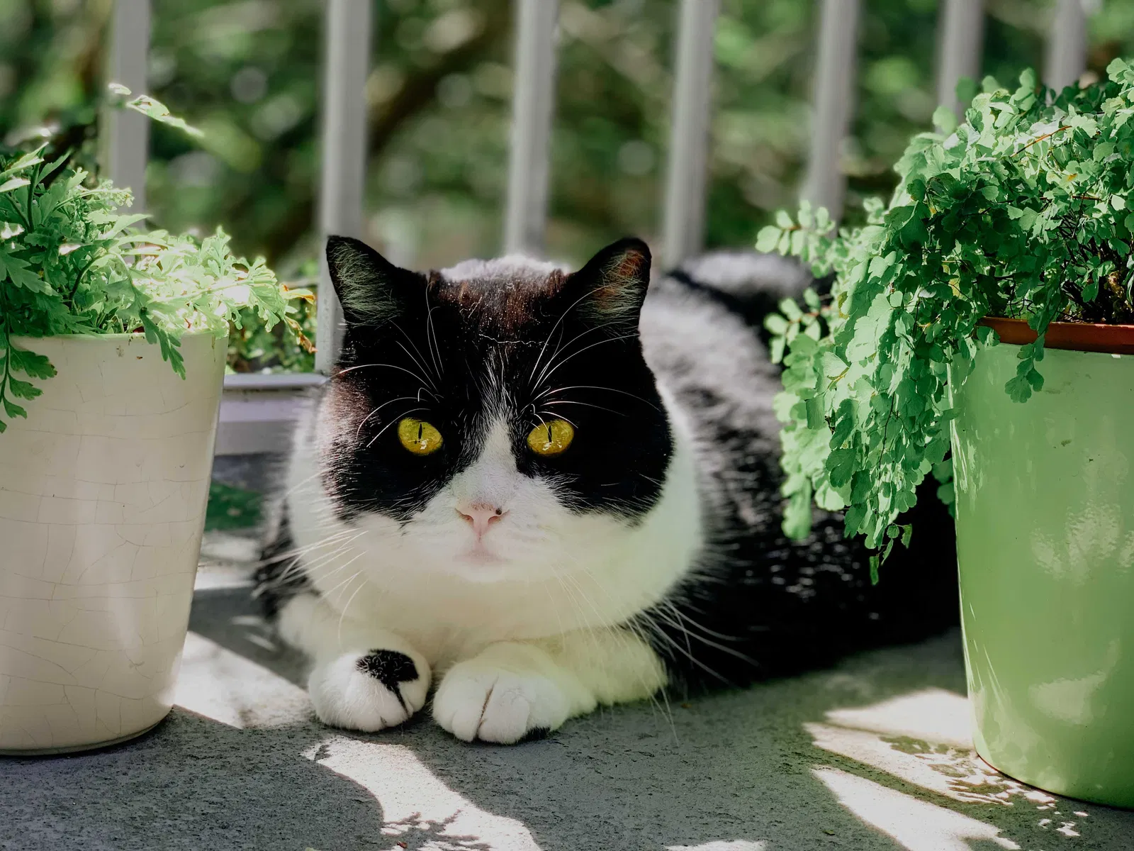 Lost cat in Seattle, WA, 98155