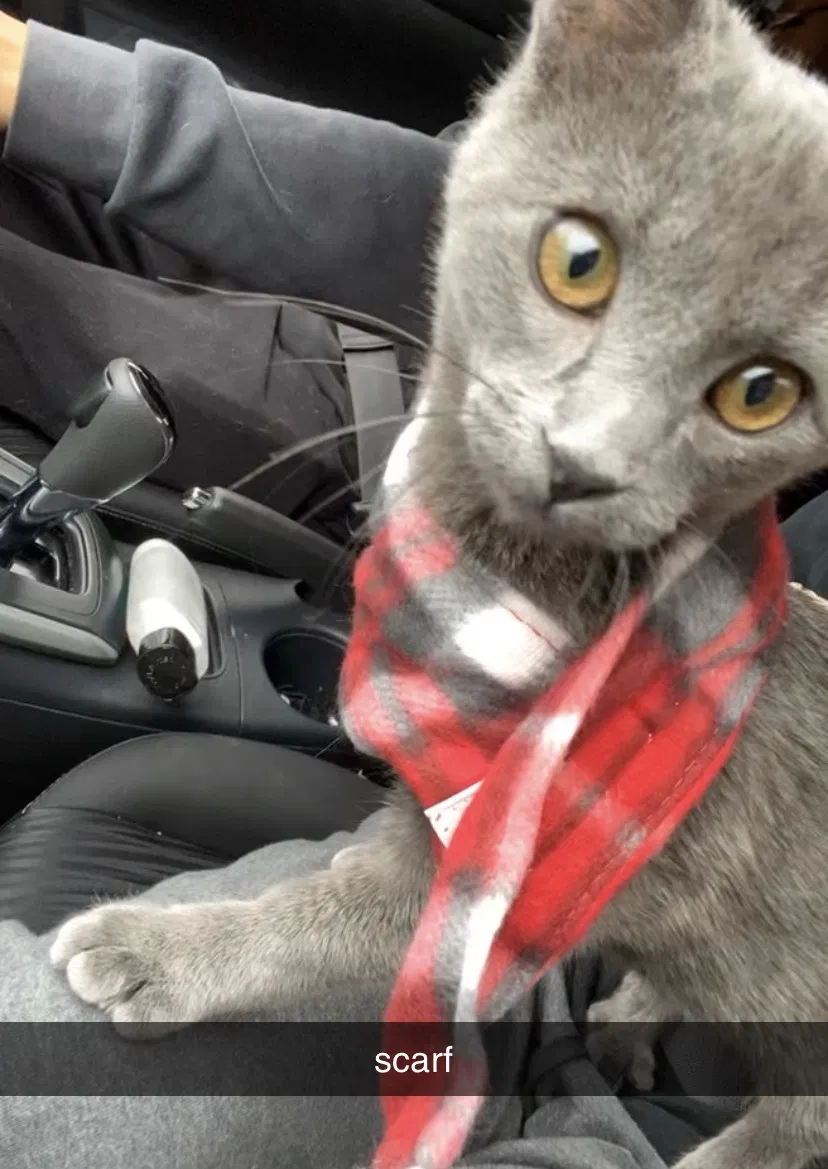 Lost cat in Garland, TX, 75040
