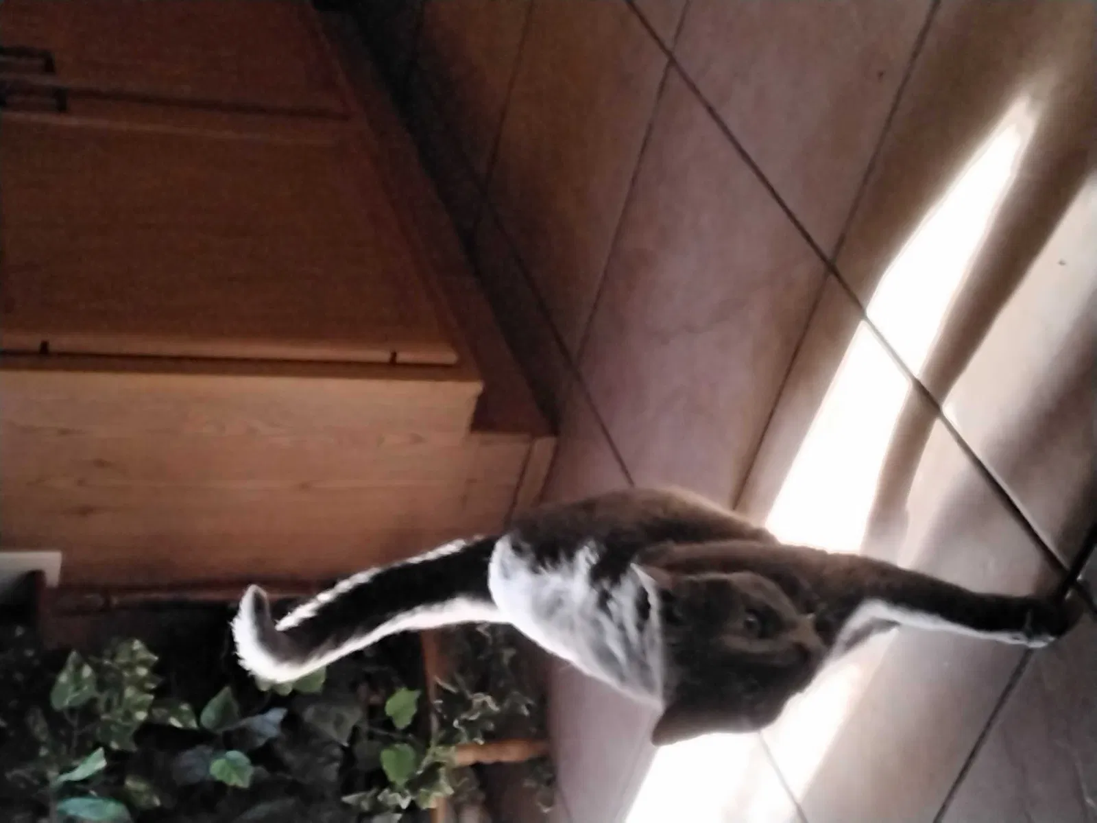 Lost cat in Phoenix, AZ, 85027