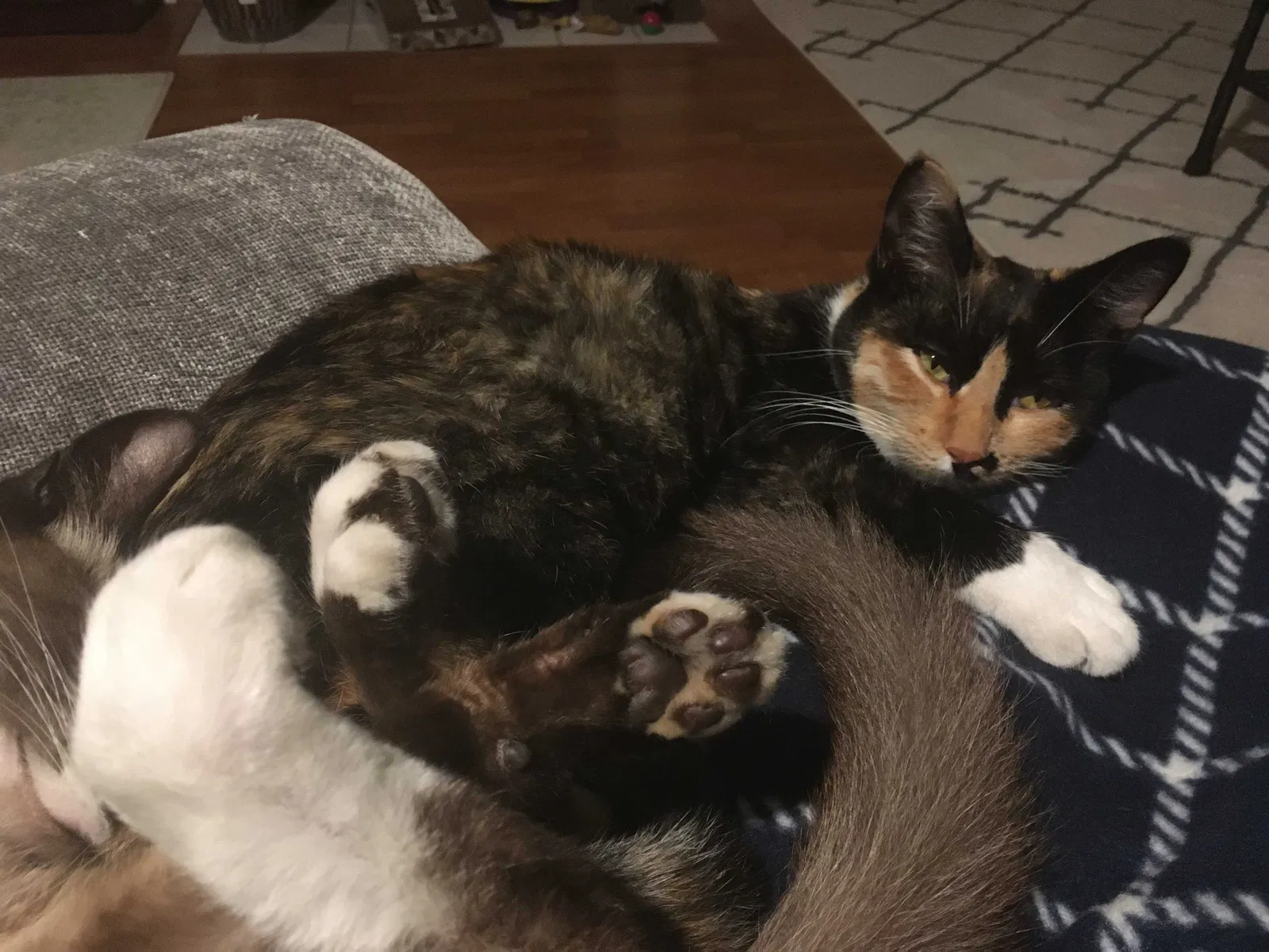 Lost cat in Sacramento, CA, 95826