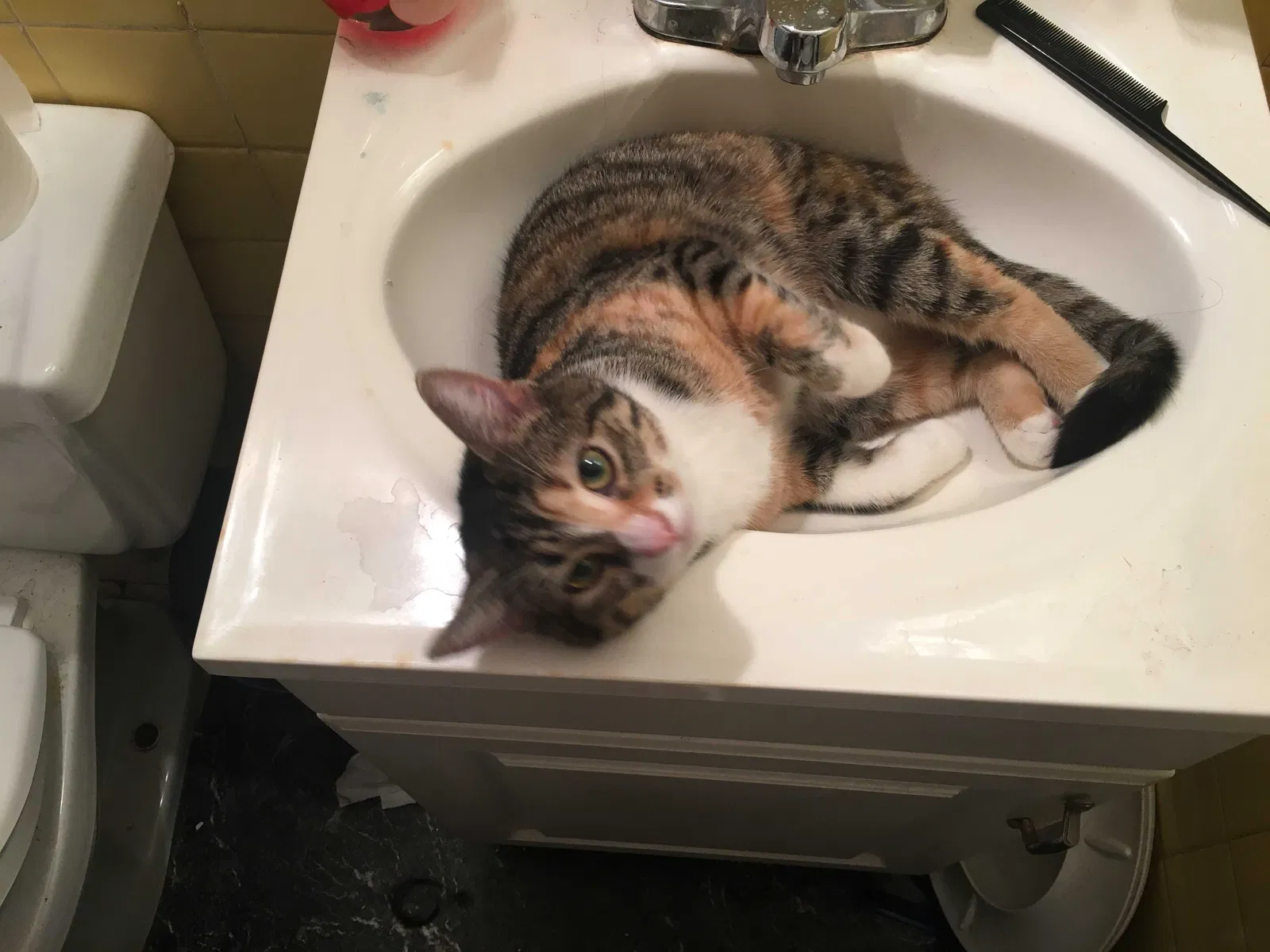 Lost cat in Massillon, OH, 44646