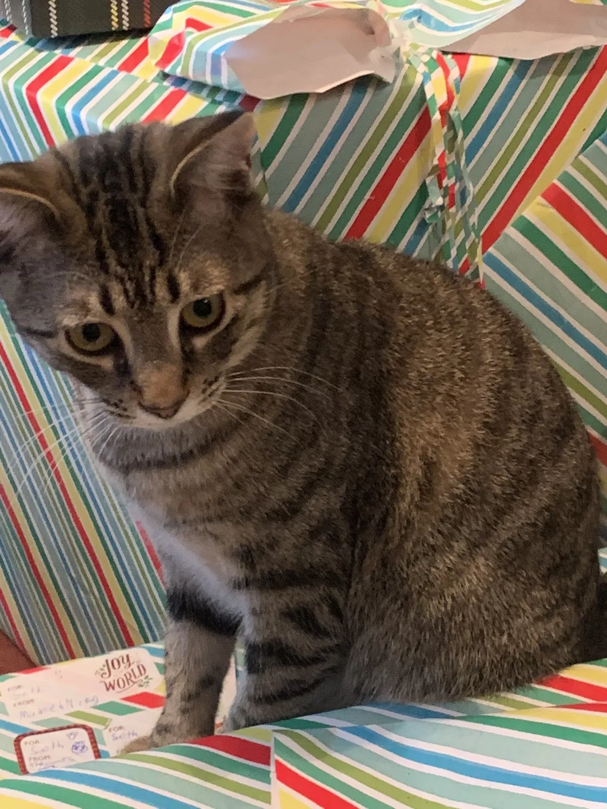 Lost cat in Summerville, SC, 29485