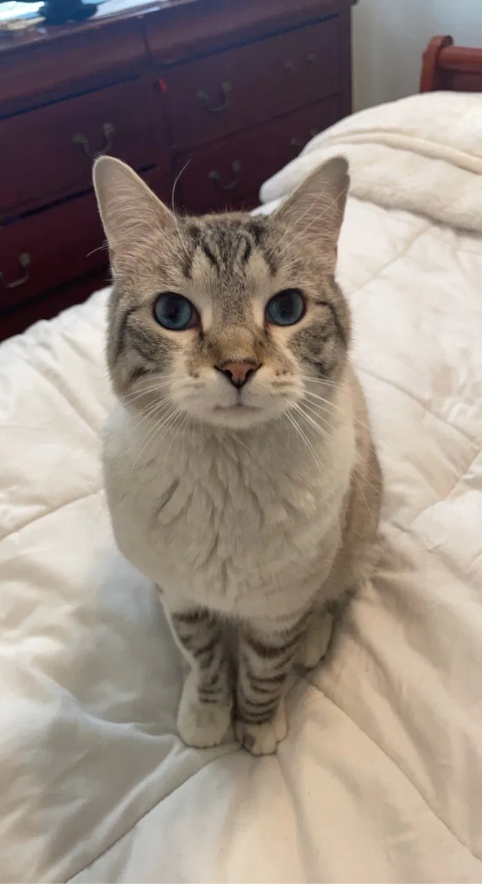 Lost cat in Lafayette, LA, 70506