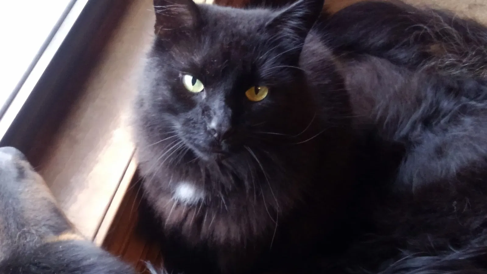 Lost cat in Hogansville, GA, 30230