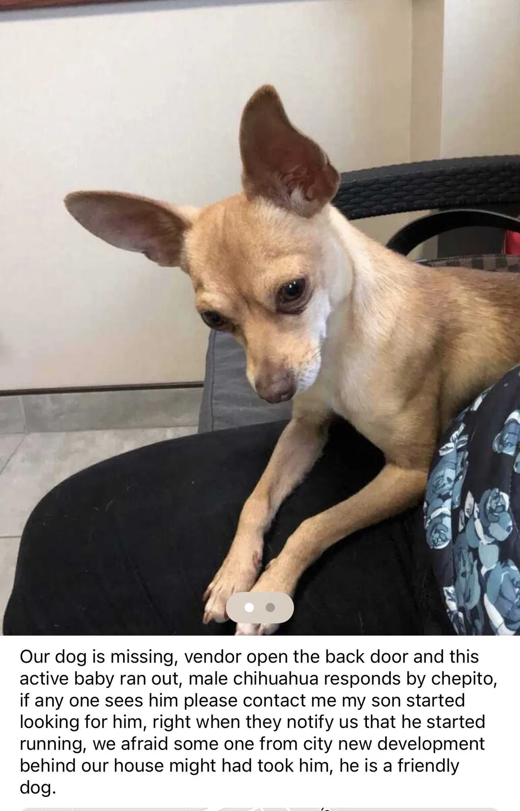 Lost dog in New Braunfels, TX, 78132