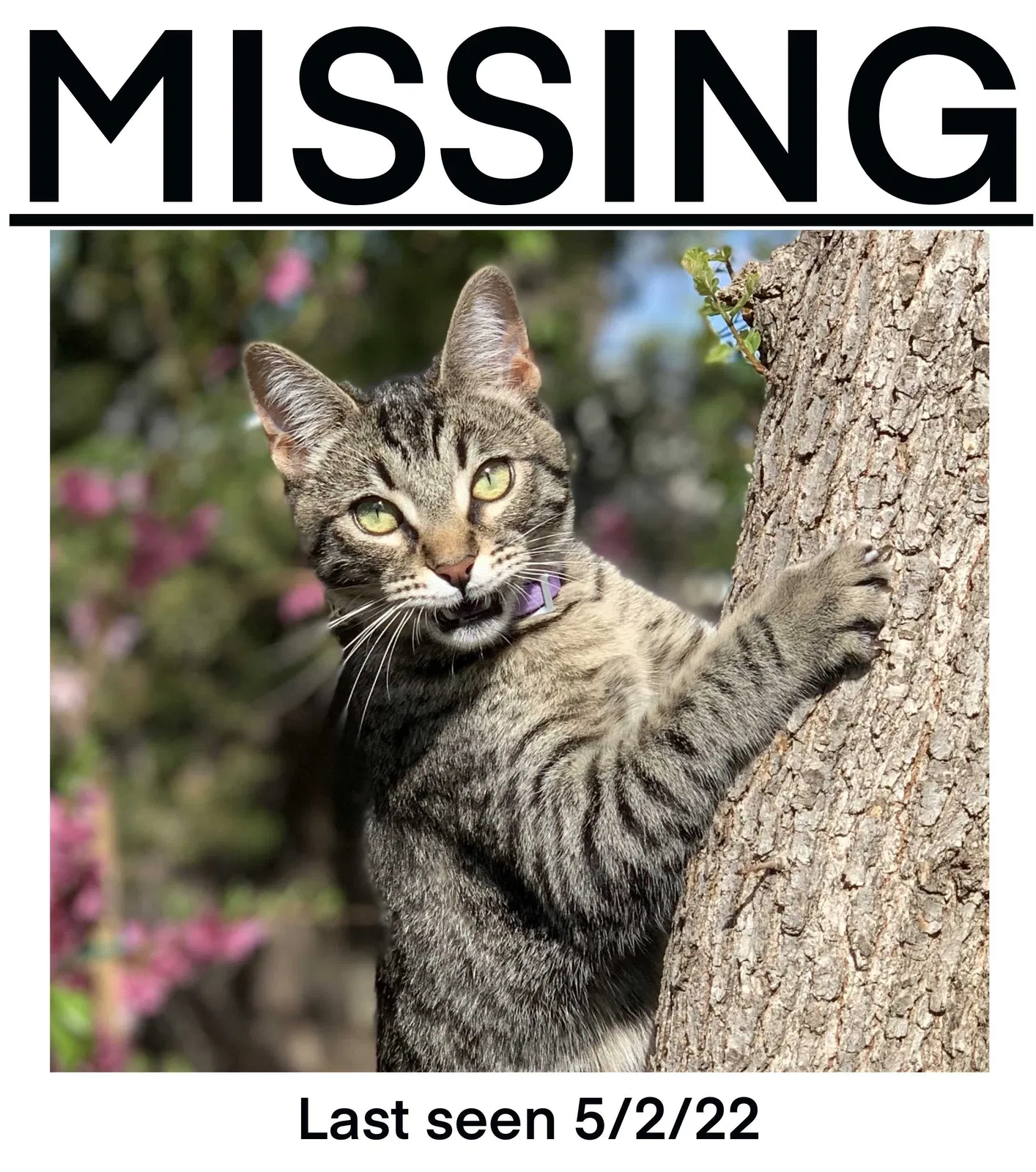Lost cat in Citrus Heights, CA, 95610