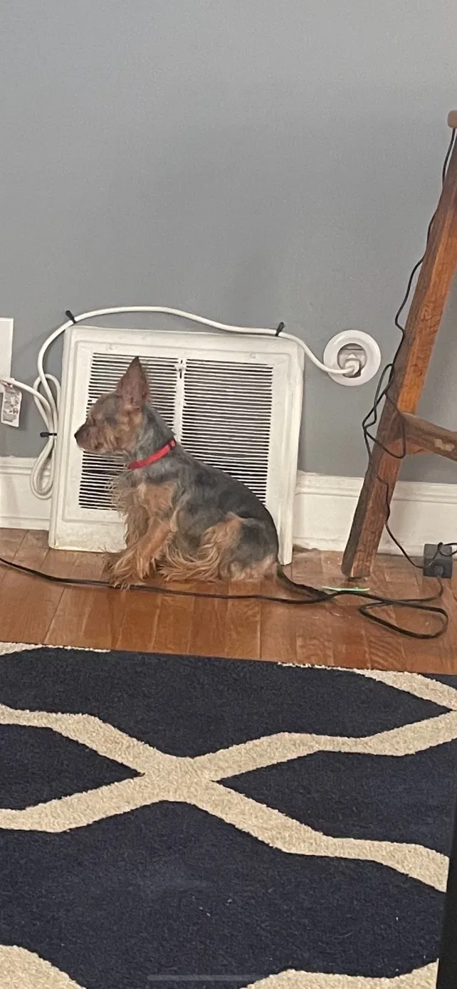 Lost dog in Lansdowne, PA, 19050