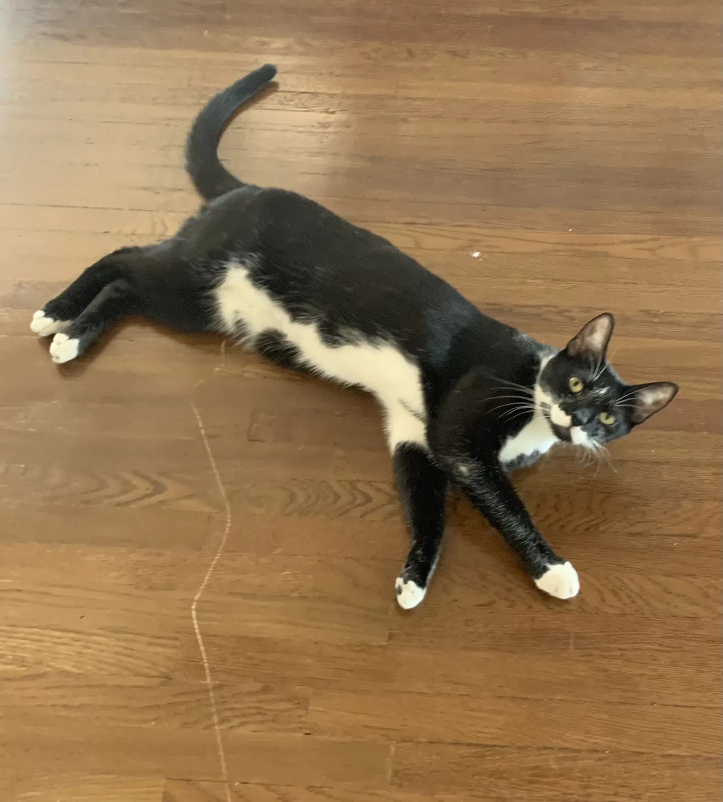 Lost cat in Los Angeles, CA, 90015