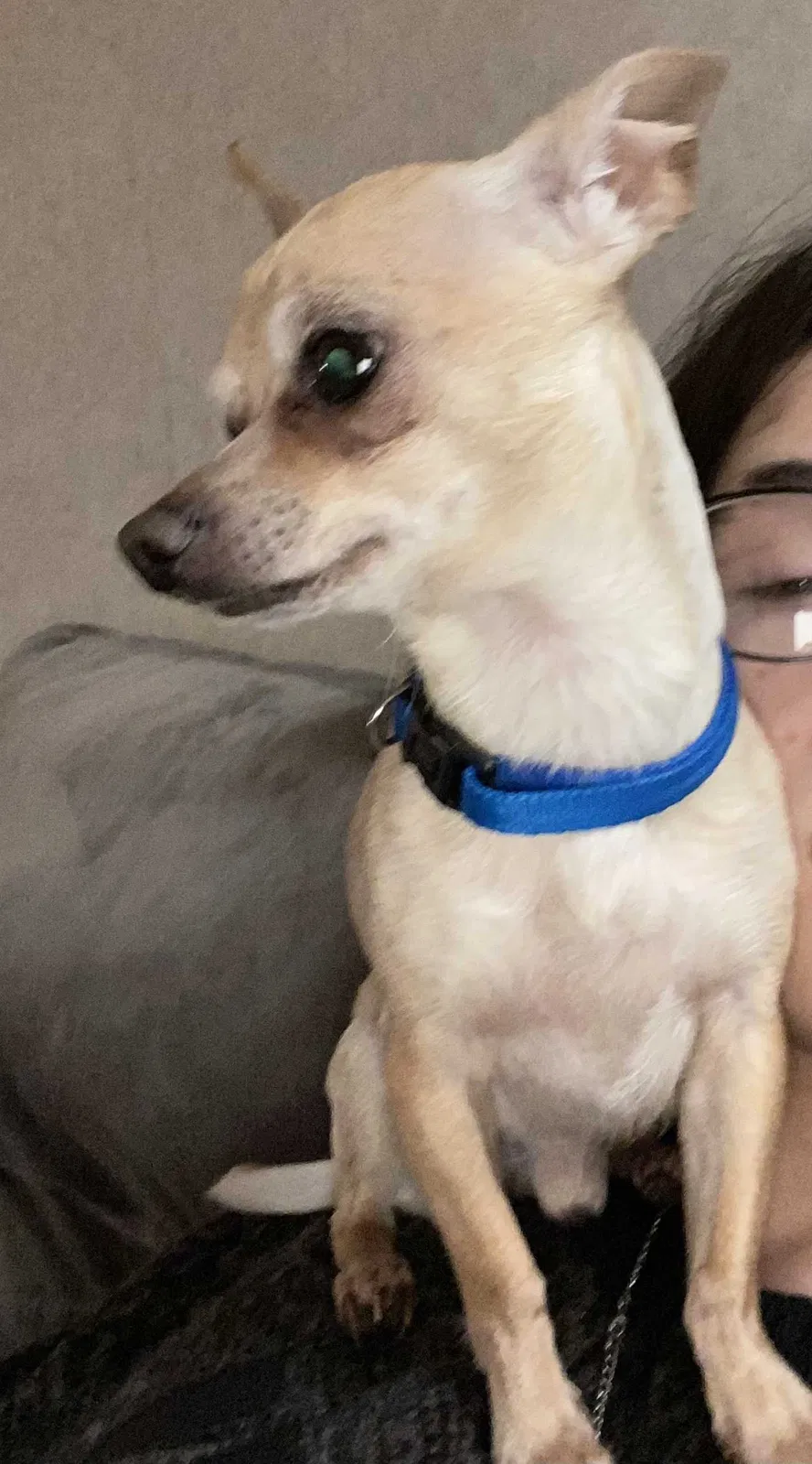 Lost dog in Indianapolis, IN, 46227