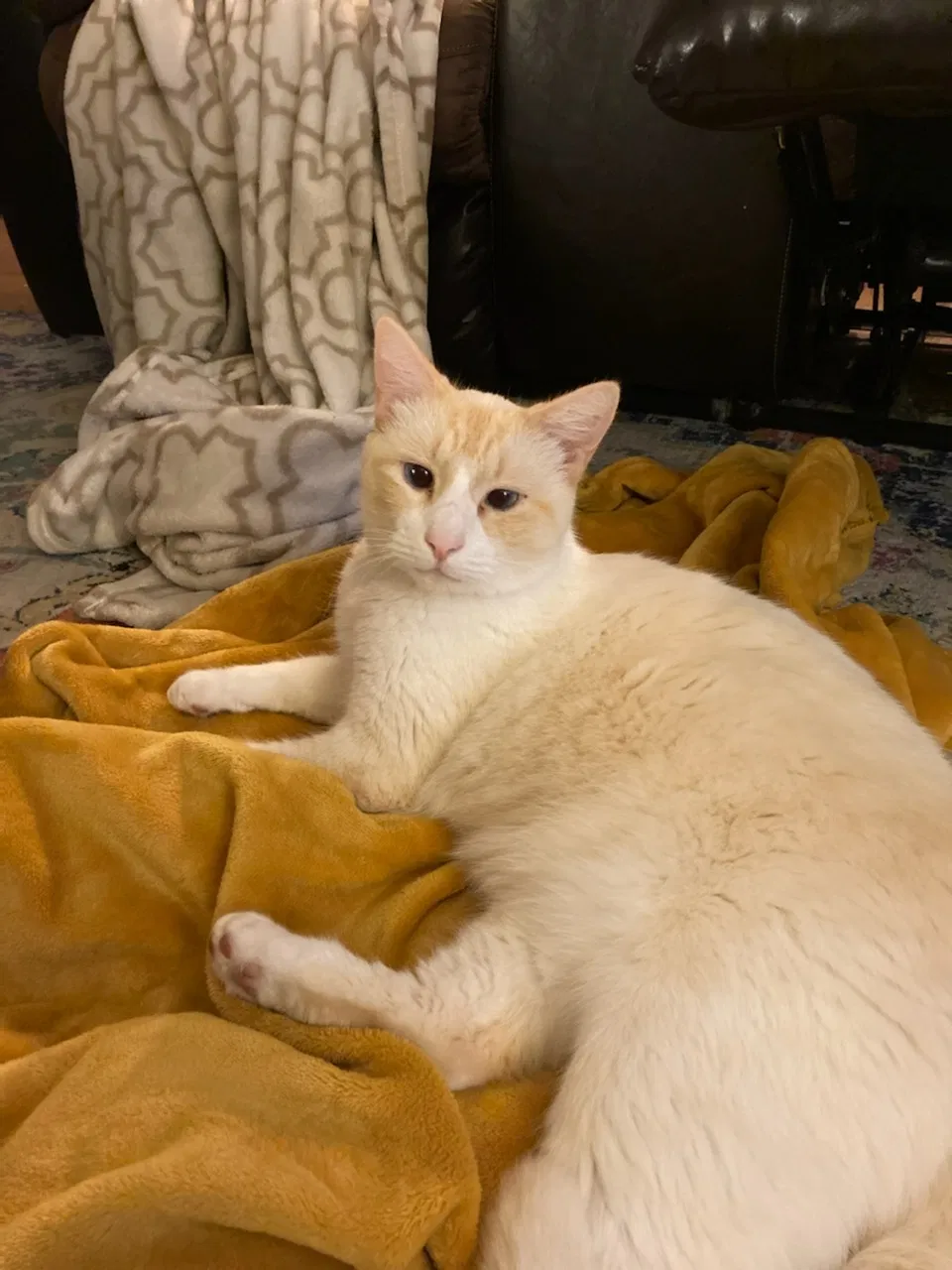 Lost cat in Lake Jackson, TX, 77566