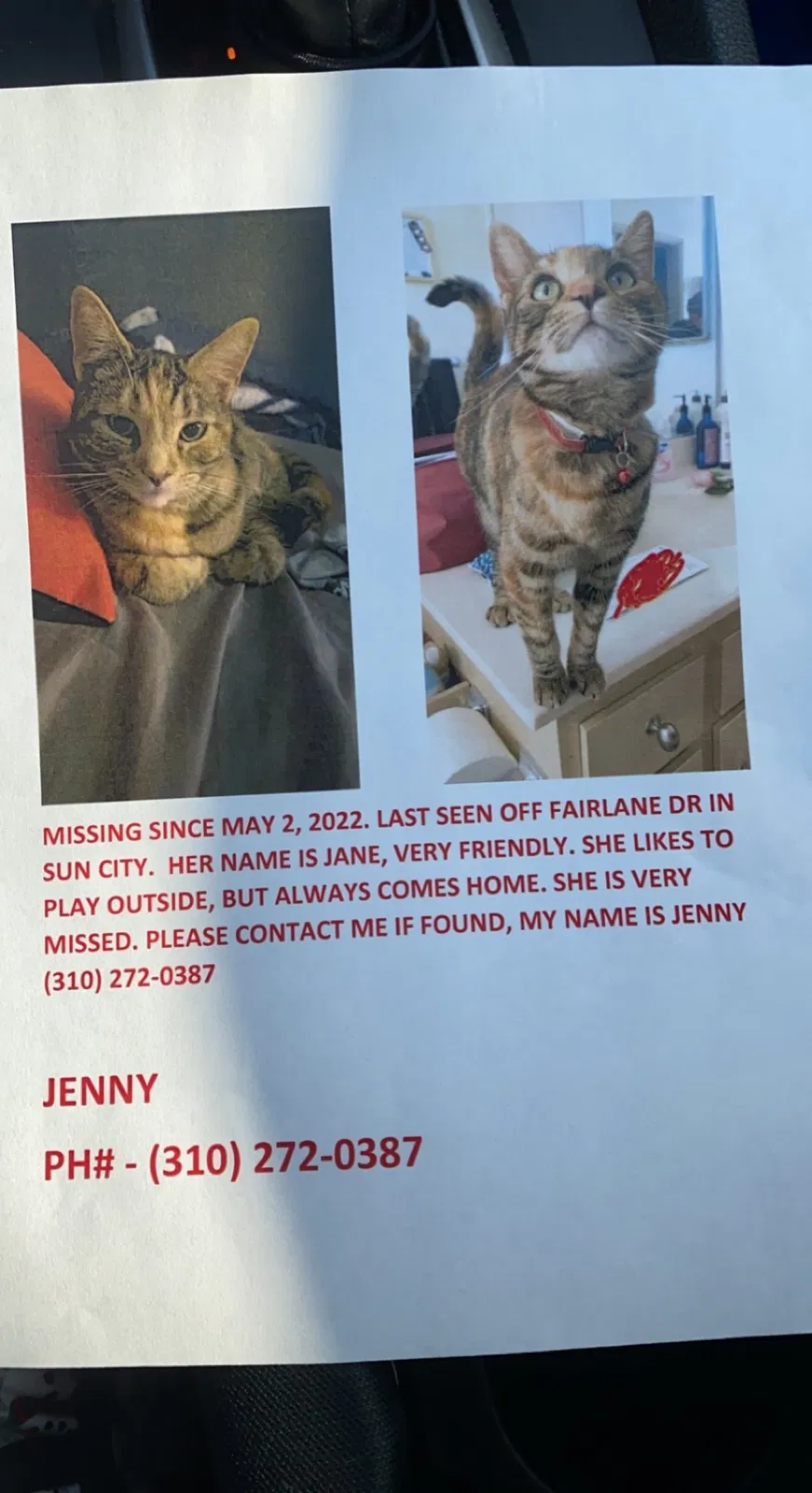 Lost cat in Sun City, CA, 92586