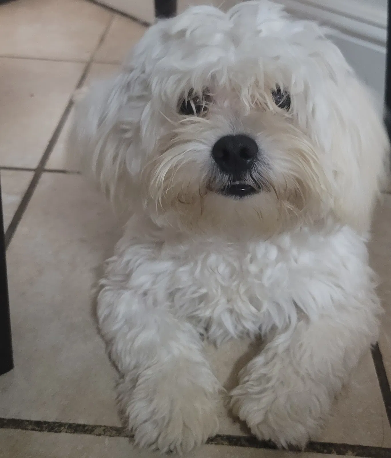 Lost dog in San Pablo, CA, 94806