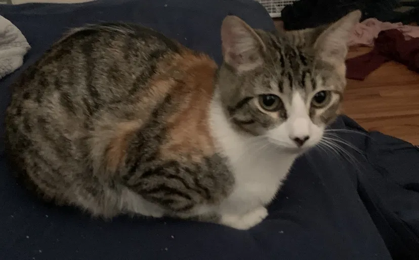 Lost cat in Tallahassee, FL, 32301