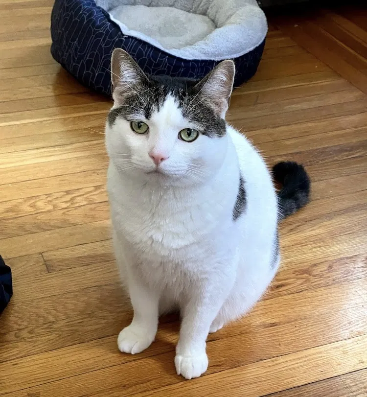 Lost cat in Las Vegas, NV, 89128