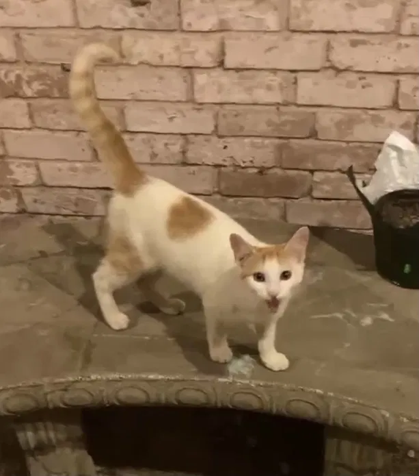 Lost cat in Seabrook, TX, 77586