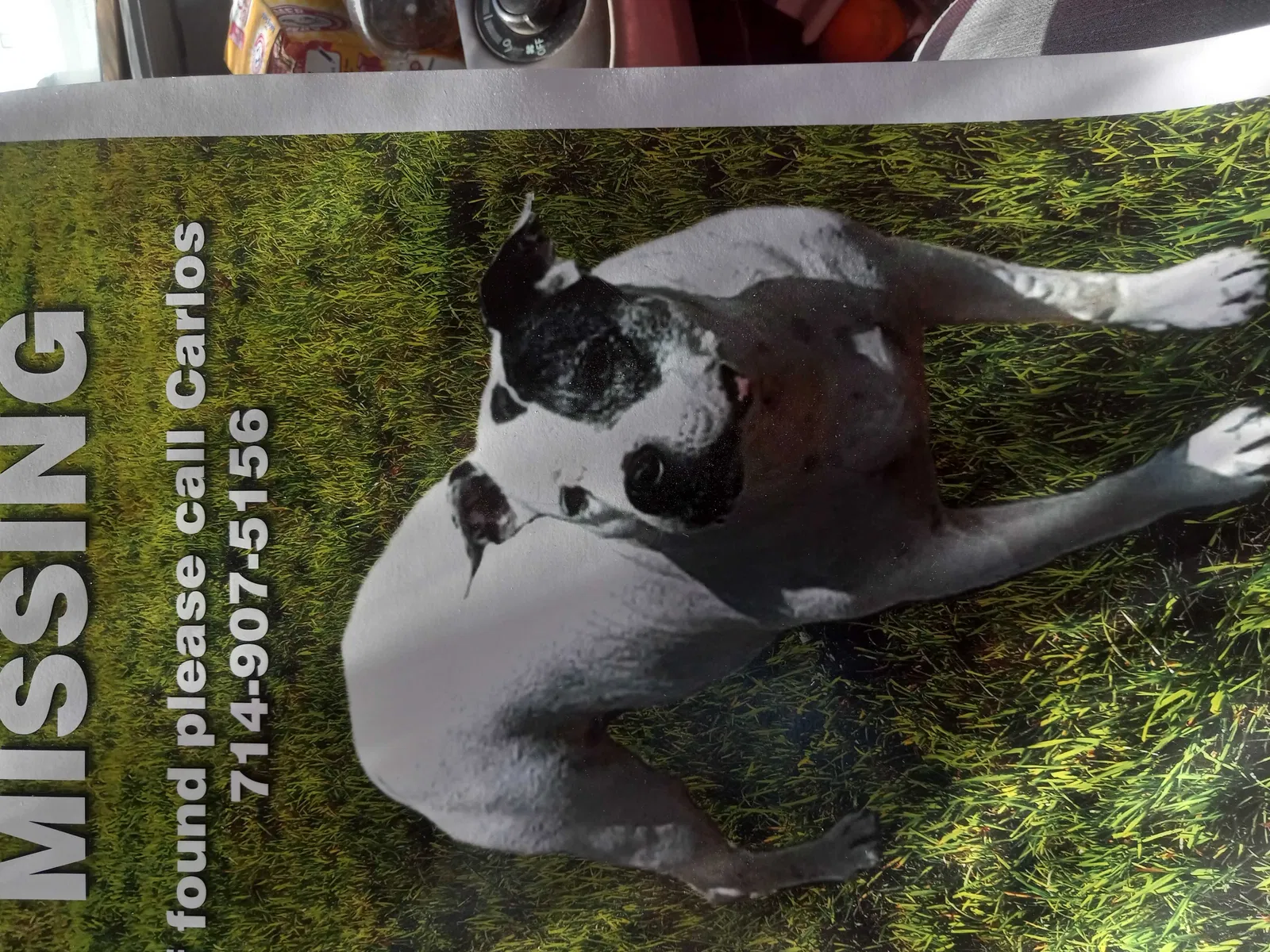 Lost dog in Anaheim, CA, 92804