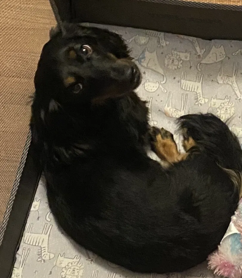 Lost dog in Florence, AL, 35633
