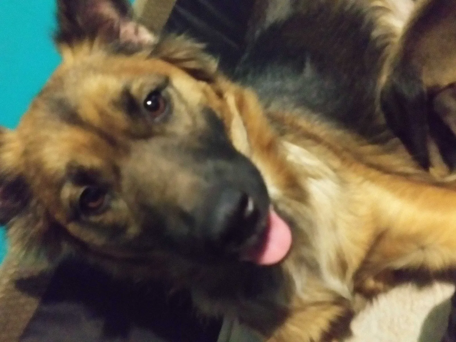 Lost dog in Shoals, IN, 47581