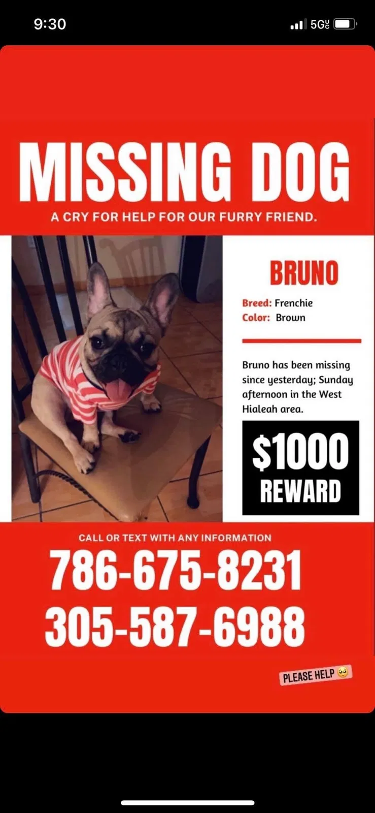 Lost dog in Hialeah, FL, 33012