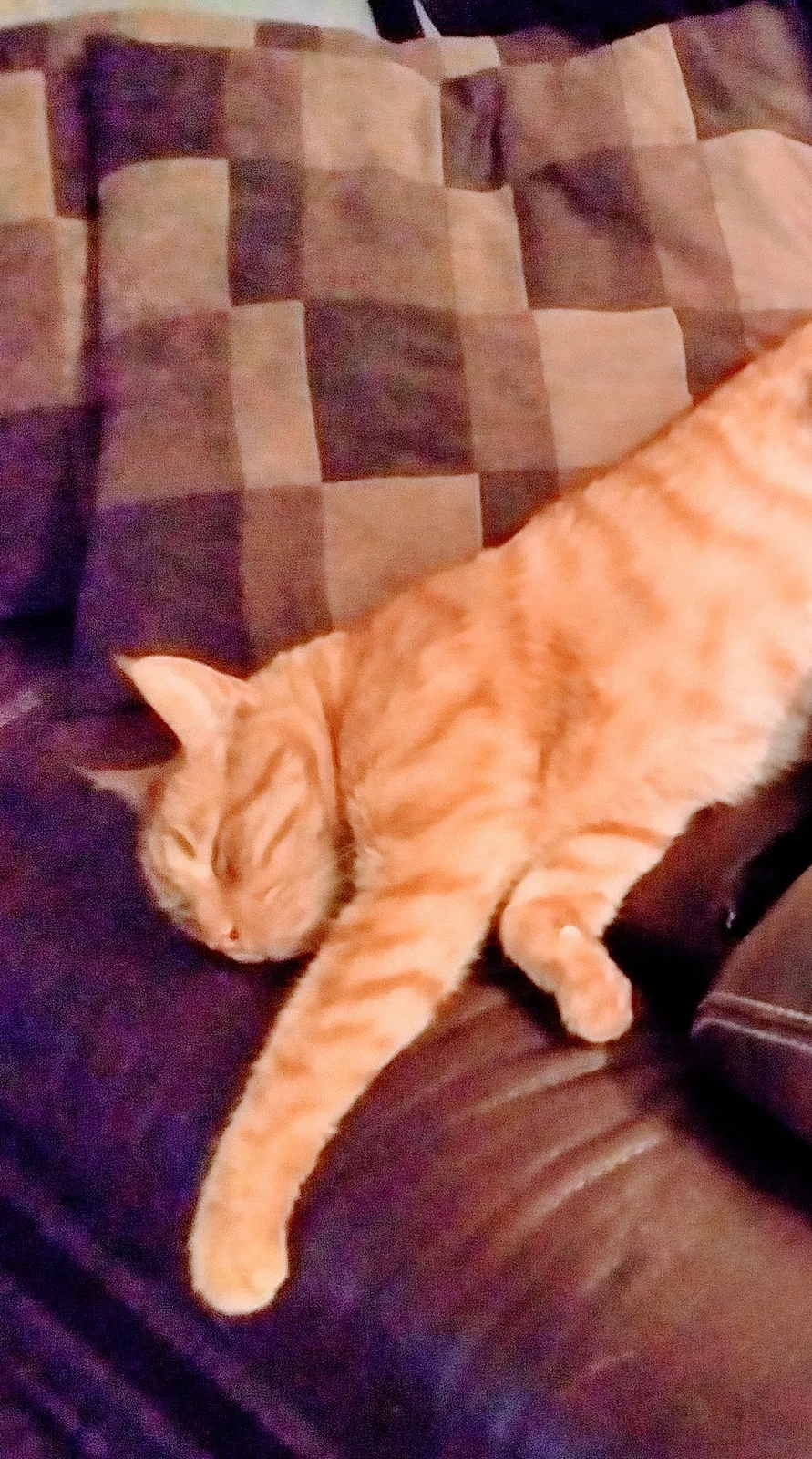 Lost cat in Las Vegas, NV, 89121