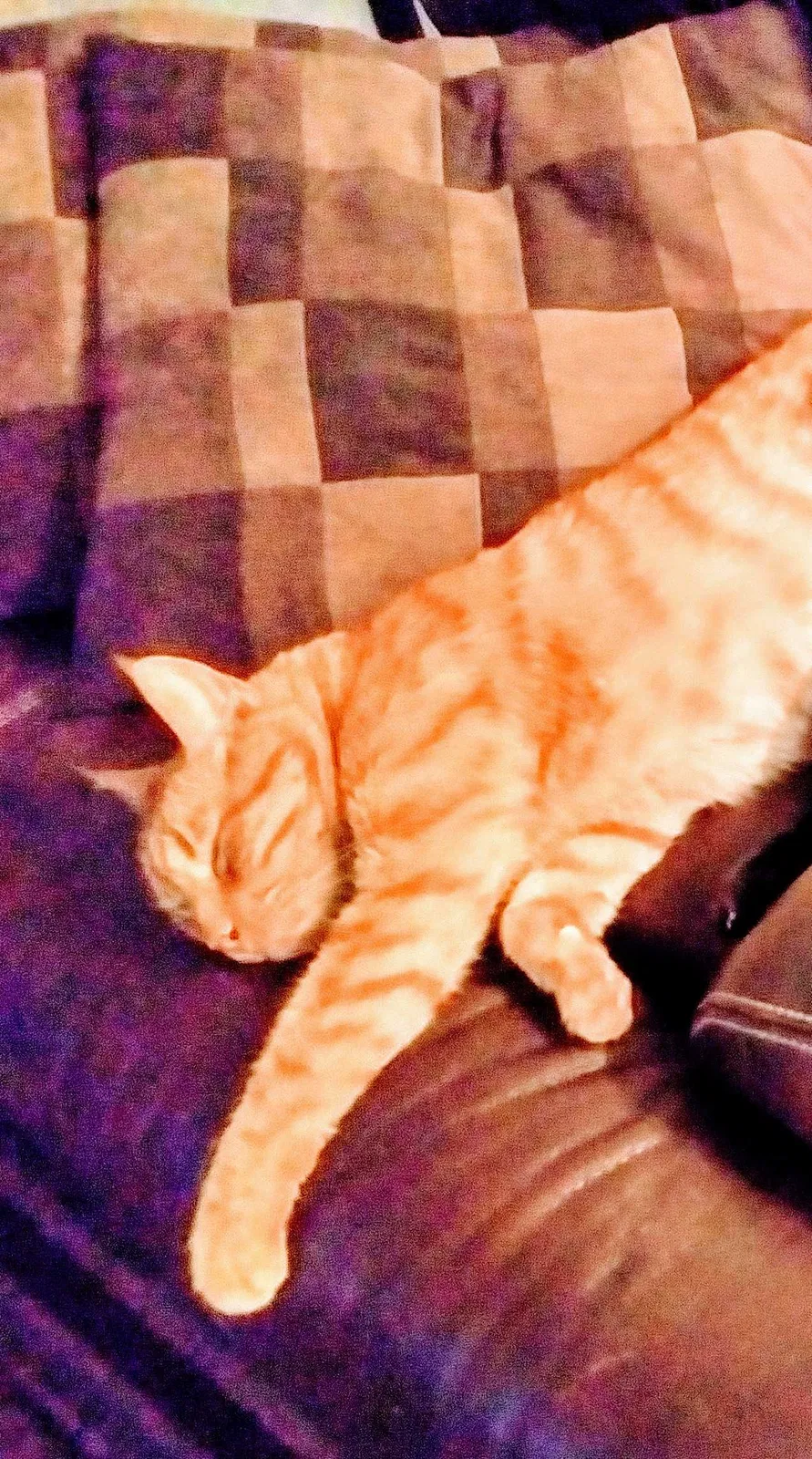 Lost cat in Las Vegas, NV, 89121