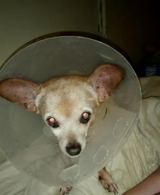 Lost dog in Phoenix, AZ, 85022
